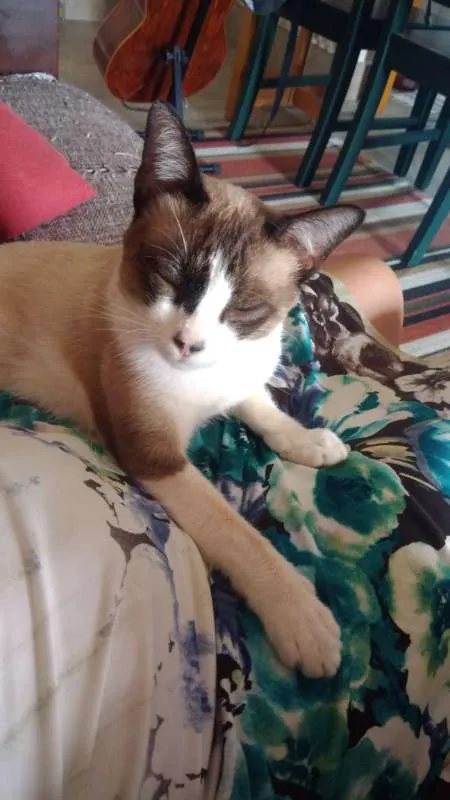 Gato ra a SRD idade 3 anos nome Fedegoso