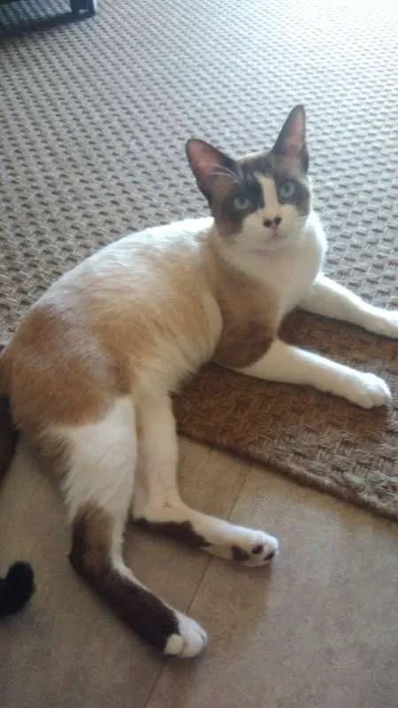Gato ra a SRD idade 3 anos nome Fedegoso