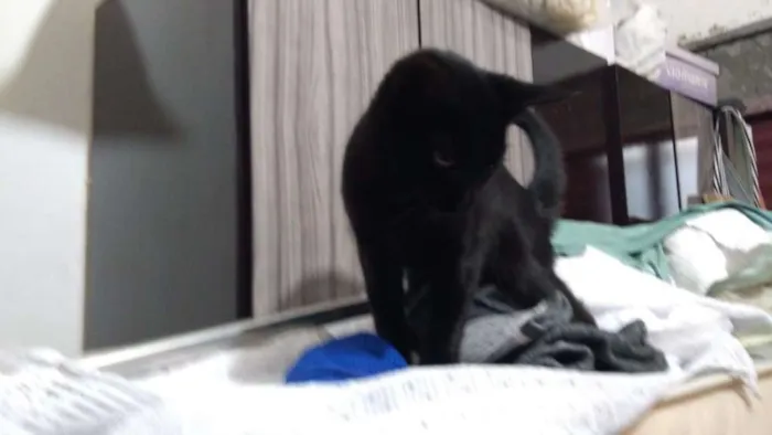 Gato ra a Vira-lata idade 2 a 6 meses nome Sem nome