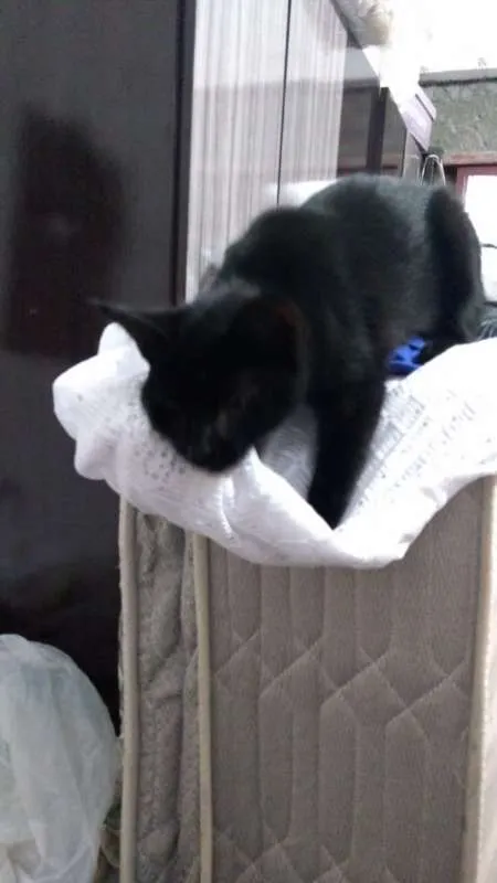 Gato ra a Vira-lata idade 2 a 6 meses nome Sem nome