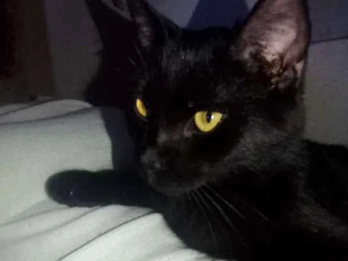 Gato ra a  idade 7 a 11 meses nome Pandora