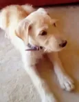 Cachorrinho Lindo