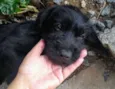 Lindo Cachorrinho