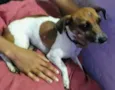 Lindo Cãozinho