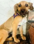 Linda Cachorrinha