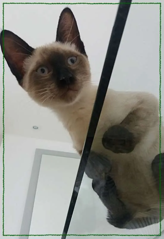 Gato ra a siames idade 2 a 6 meses nome Kaleb