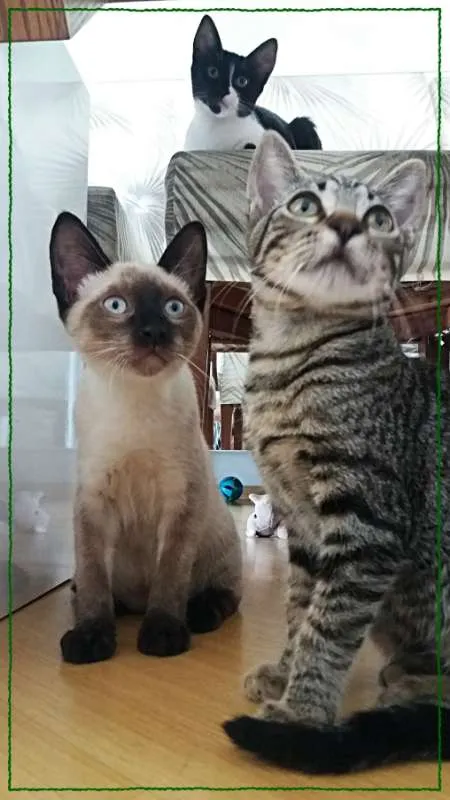 Gato ra a siames idade 2 a 6 meses nome Kaleb