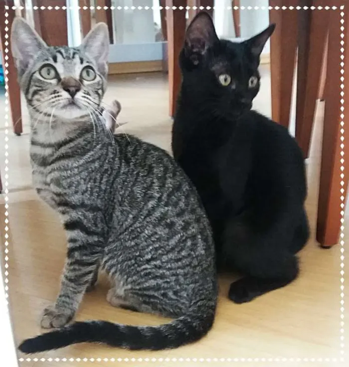 Gato ra a srd idade 2 a 6 meses nome knut