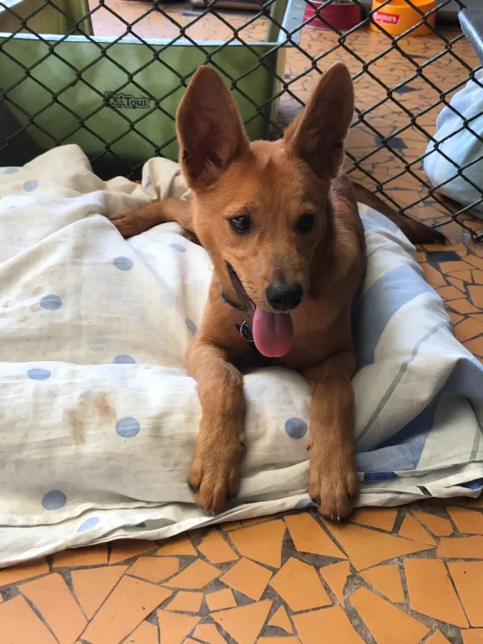 Cachorro ra a SRD idade  nome Arthur