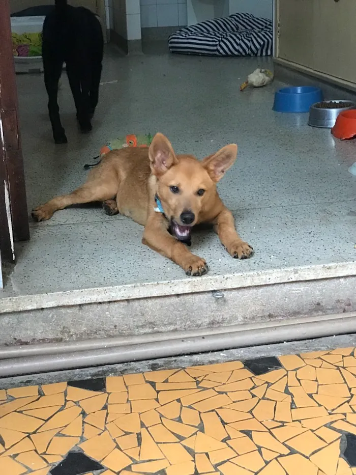 Cachorro ra a SRD idade  nome Arthur