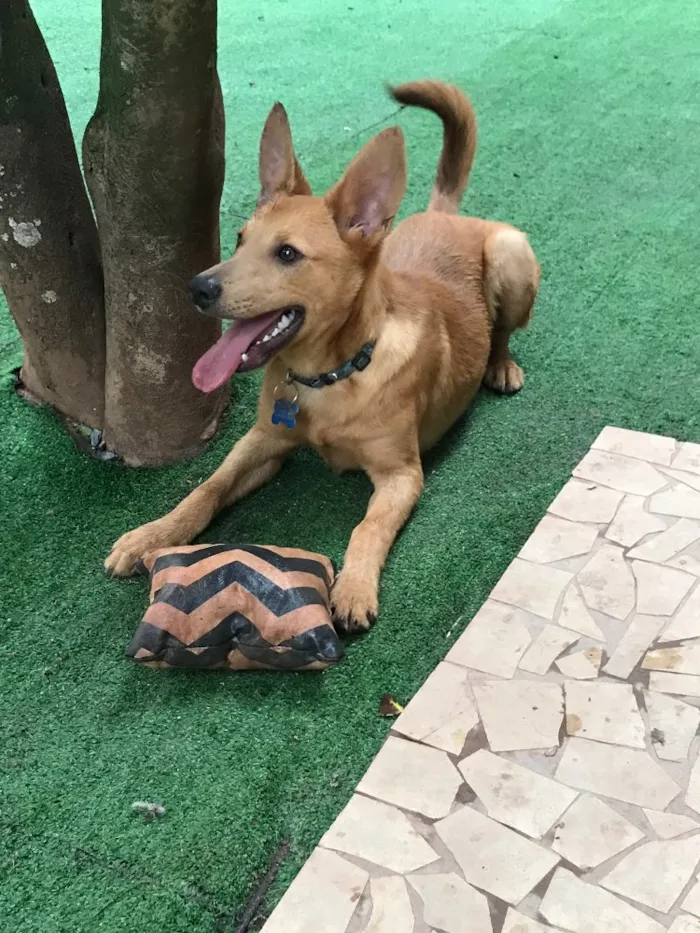 Cachorro ra a SRD idade  nome Arthur