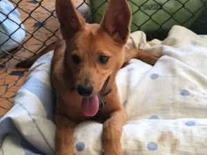 Cachorro raça SRD idade  nome Arthur