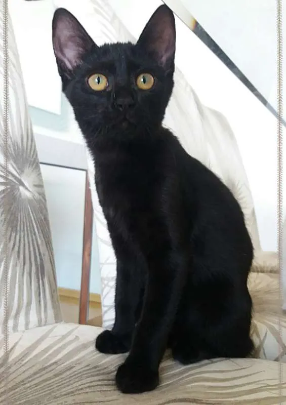 Gato ra a srd idade 2 a 6 meses nome Kimberly