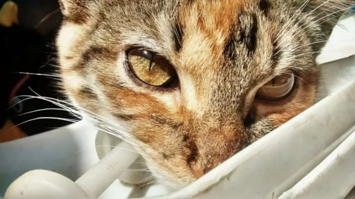 Gato ra a sem raça definida idade 1 ano nome Maria e Minerva