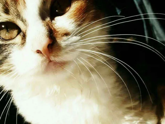 Gato ra a sem raça definida idade 1 ano nome Maria e Minerva