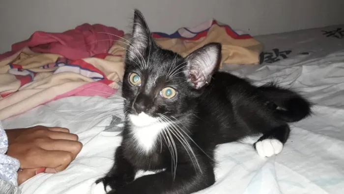 Gato ra a Desconhecida idade 2 a 6 meses nome Jujuba