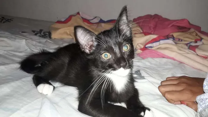 Gato ra a Desconhecida idade 2 a 6 meses nome Bolinha