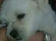 Princesa