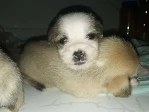 Cachorro raça Great Danes Brindle,lhasa apso idade Abaixo de 2 meses nome Sem nome 