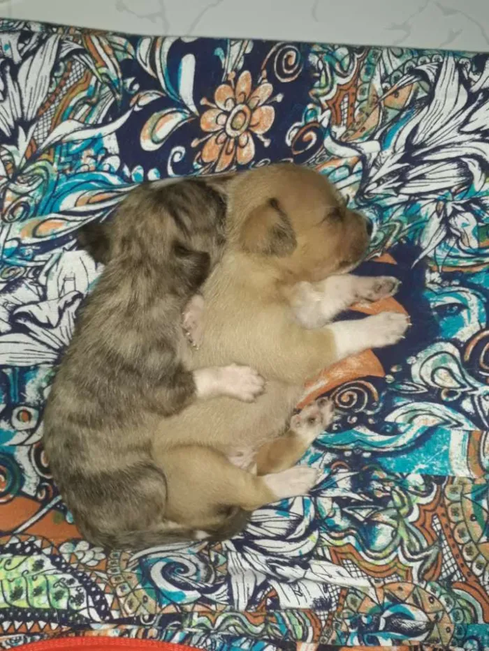 Cachorro raça Great Danes Brindle,lhasa apso idade Abaixo de 2 meses nome Sem nome 