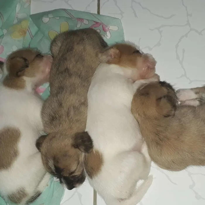 Cachorro raça Great Danes Brindle,lhasa apso idade Abaixo de 2 meses nome Sem nome 