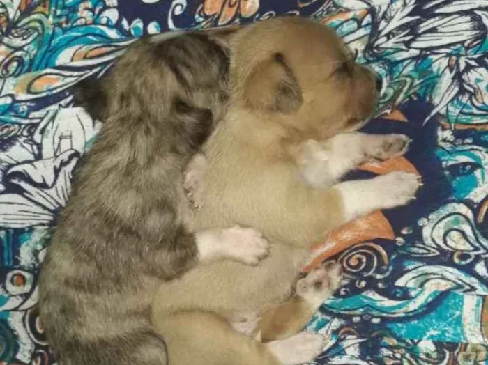 Cachorro raça Great Danes Brindle,lhasa apso idade Abaixo de 2 meses nome Sem nome 