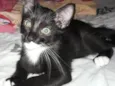 Bolinha