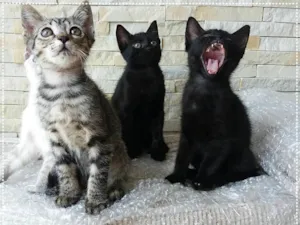 Gato raça srd idade 2 a 6 meses nome Kimberly