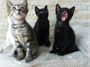 Gato raça srd idade 2 a 6 meses nome knut