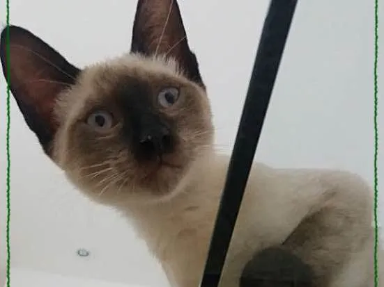 Gato ra a siames idade 2 a 6 meses nome Kaleb