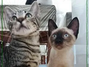 Gato raça siames idade 2 a 6 meses nome Kaleb