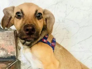 Cachorro raça  idade 2 a 6 meses nome Linda Cachorrinha