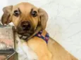 Linda Cachorrinha