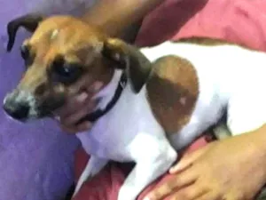 Cachorro raça  idade 2 anos nome Lindo Cãozinho