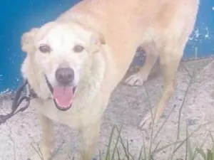 Cachorro raça  idade 2 anos nome Linda Cadela