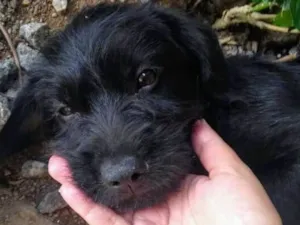 Cachorro raça  idade 2 a 6 meses nome Lindo Cachorrinho
