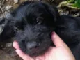 Lindo Cachorrinho