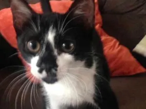 Gato raça  idade 2 a 6 meses nome Linda Gatinha