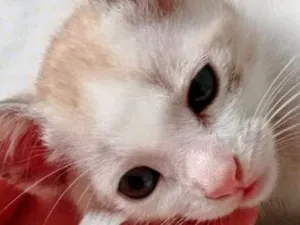 Gato raça  idade 2 a 6 meses nome Lindo Gatinho