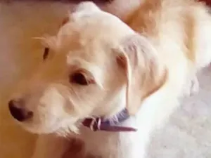 Cachorro raça  idade 2 a 6 meses nome Cachorrinho Lindo