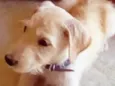 Cachorrinho Lindo