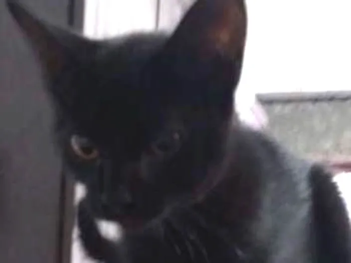Gato ra a Vira-lata idade 2 a 6 meses nome Sem nome
