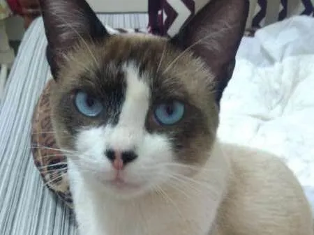 Gato ra a SRD idade 3 anos nome Fedegoso