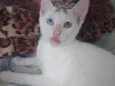 Bowie