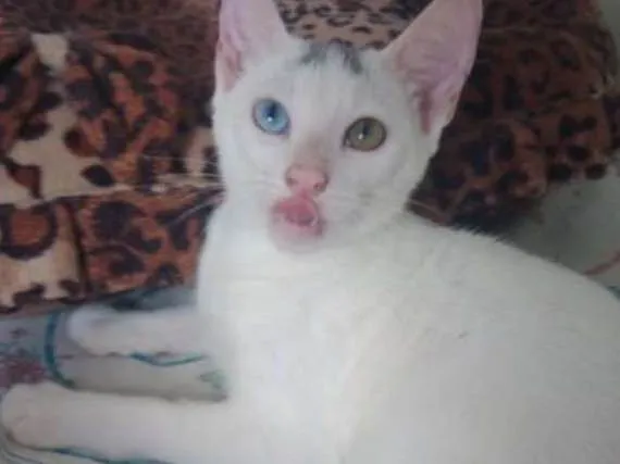 Gato ra a SRD idade 2 a 6 meses nome Bowie