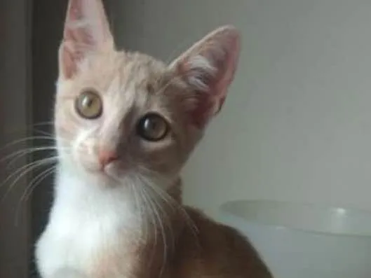 Gato ra a SRD idade 2 a 6 meses nome Freddie