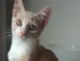Freddie