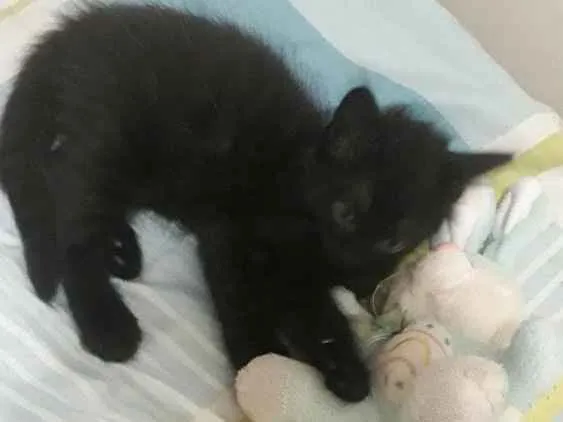 Gato ra a SRD idade Abaixo de 2 meses nome Sem nome