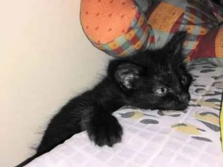Gato ra a SRD idade Abaixo de 2 meses nome Sem nome