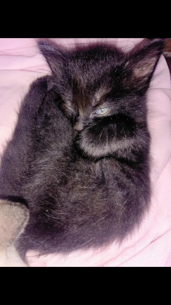 Gato ra a SRD idade Abaixo de 2 meses nome Sem nome